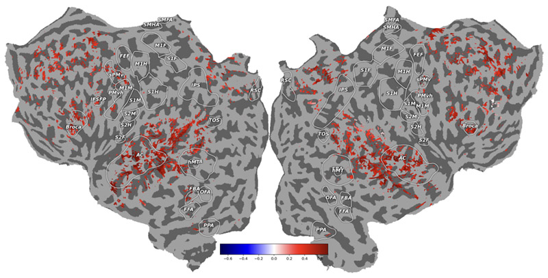 fMRI encoding flatmap