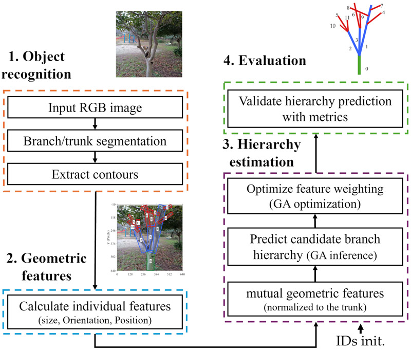Tree geometry and hierarchy estimation