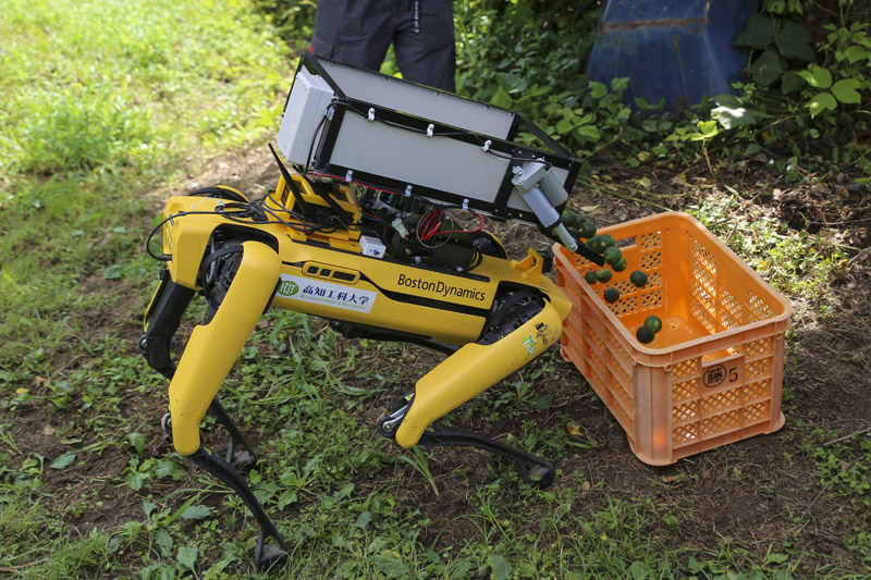 Automatic disposal of thinned fruits