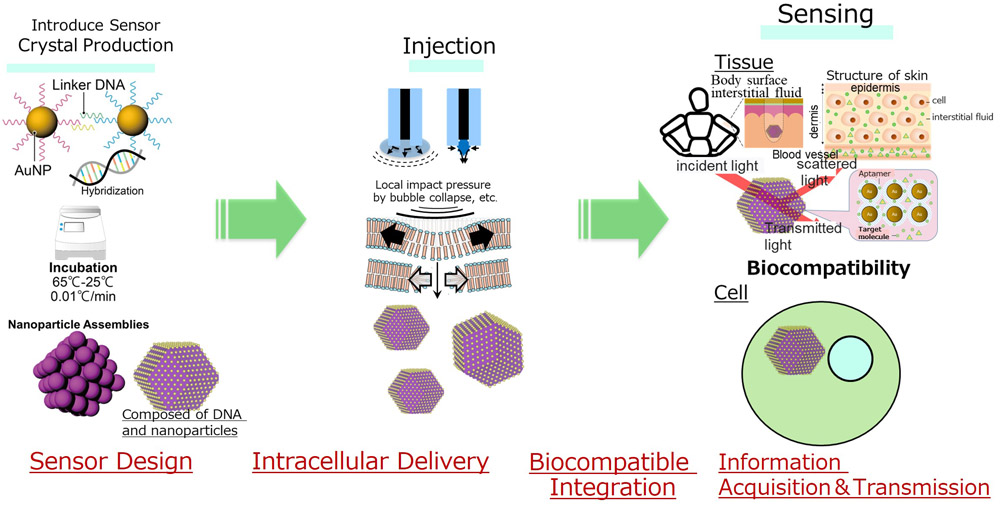 Concept of sensor introduction into cells and tissues