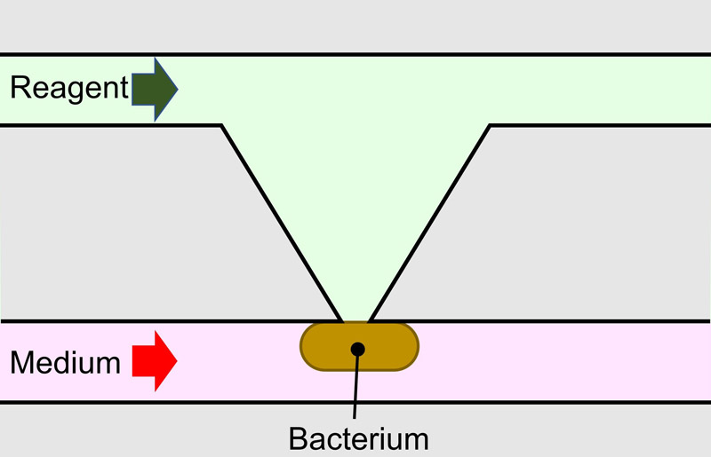 Chemical delivery to single bacterium