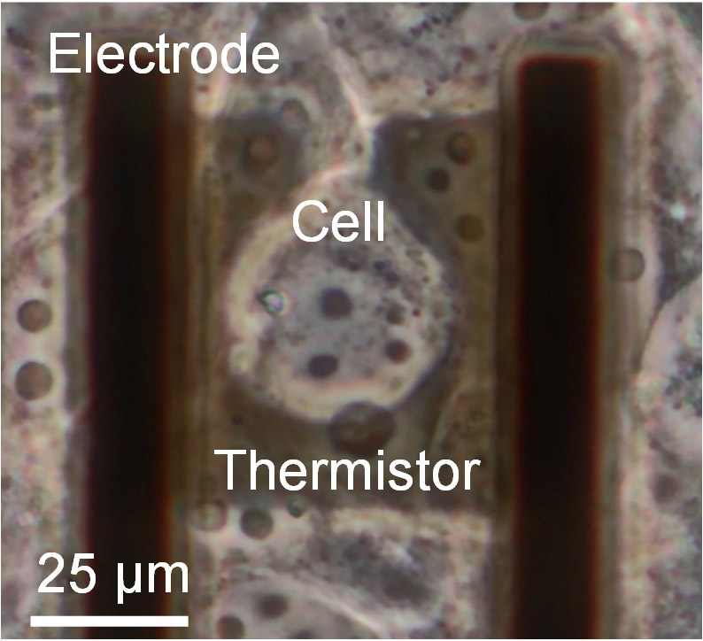 A cell positioned on the microfabricated sensor