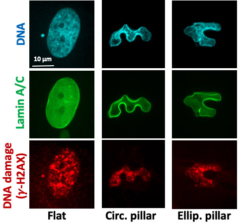 Mechanical cell trapping enhances DNA damage resistance