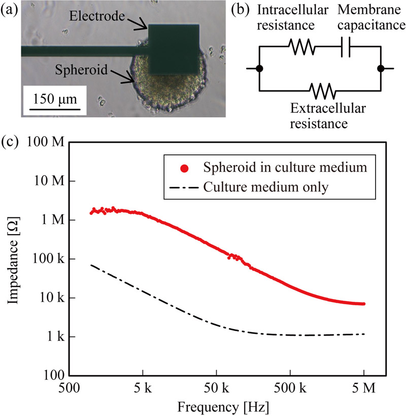 Impedance characterization of a cell spheroid