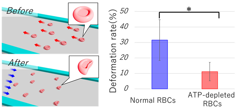 Comparison of RBC images before and after deformation