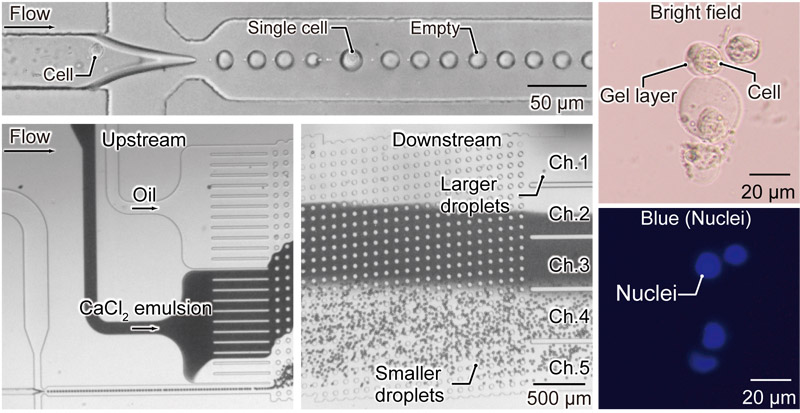 On-chip separation and in-flow gelation