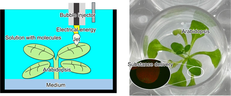 Substance delivery to plants by a bubble injector