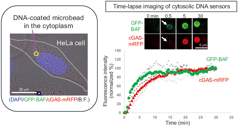 Biomolecule-coated microbeads to control molecular communication