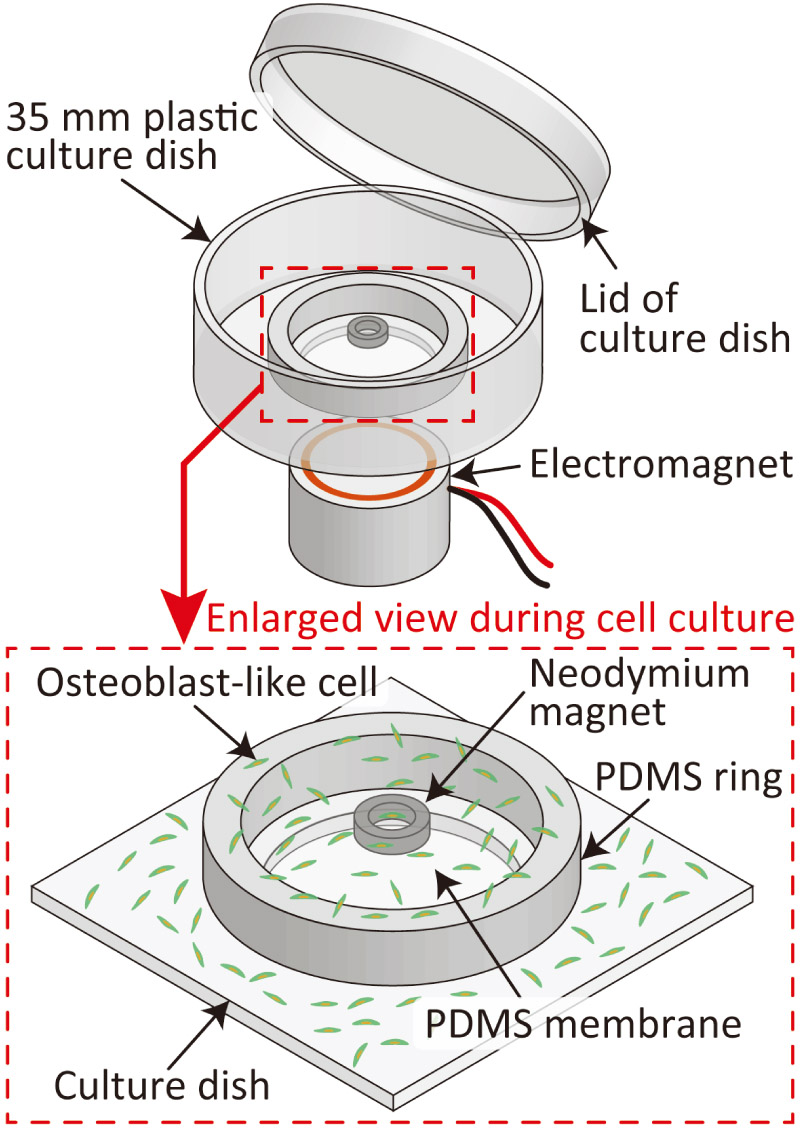 Magnetic cell-vibration device