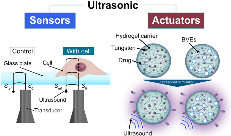 Single-cell ultrasonic microscopy and ultrasound-mediated drug release