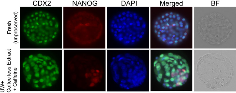 Blastocysts after 7-day supercooling