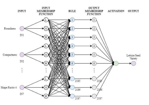 Lettuce seed classification (FIS) model