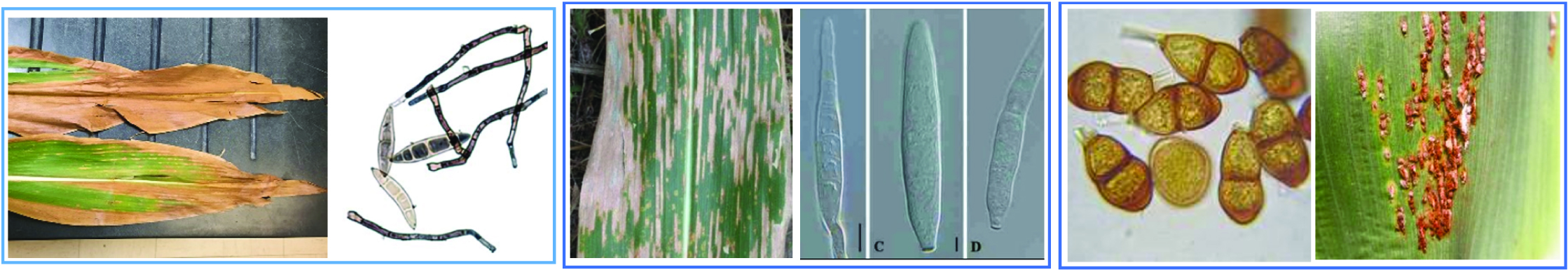 Sample images of Zea mays infected leaves and the microscopic view of their fungi