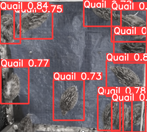 Vision-based monitoring of Quails