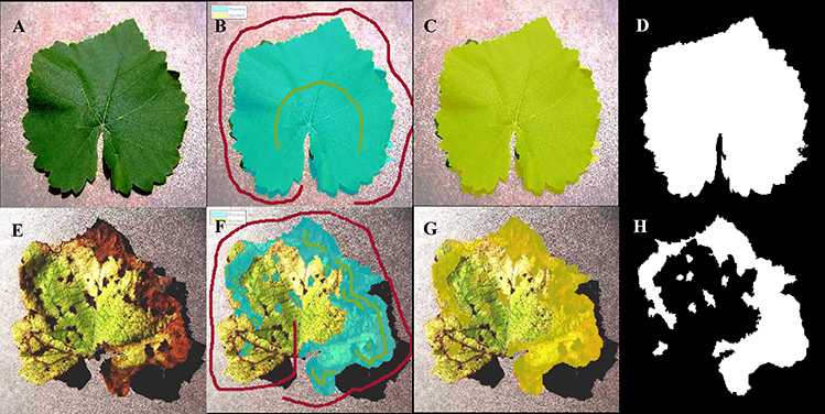 Image segmentation of grape leaf images
