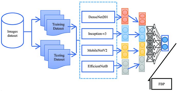 The proposed ensemble of deep CNN