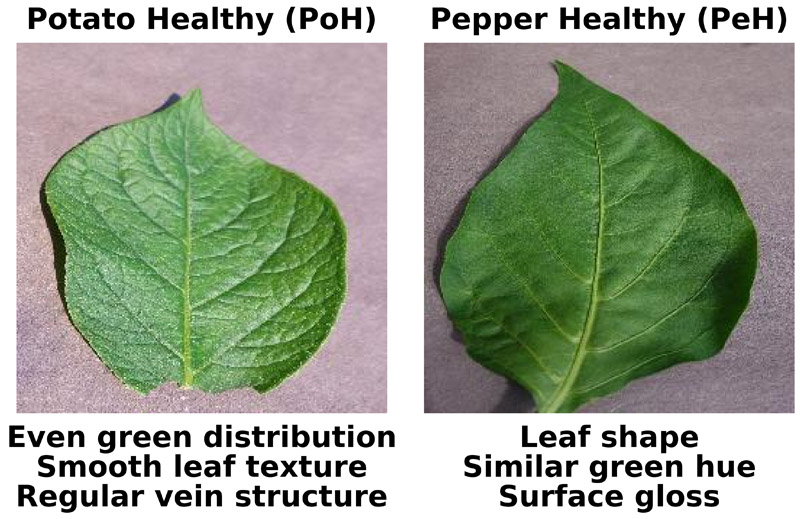 Leaf disease samples
