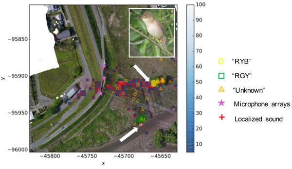 Spatial distribution pattern of the observed birds and localized sounds