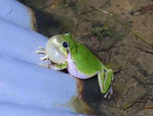 Calling behavior of a male Japanese Tree Frog