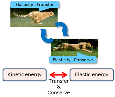 Energy flow in legged robot