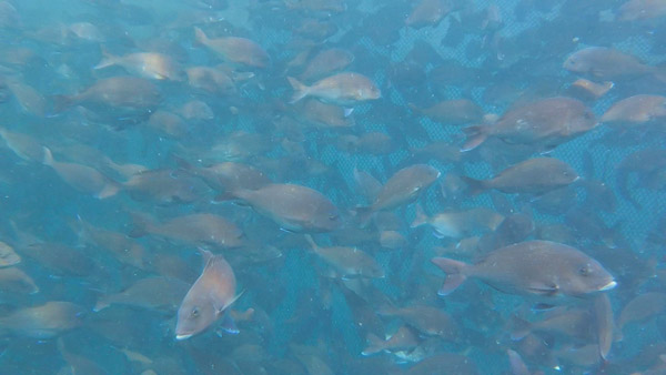 Reared <i>Pagrus major</i> in an aquaculture net-cage