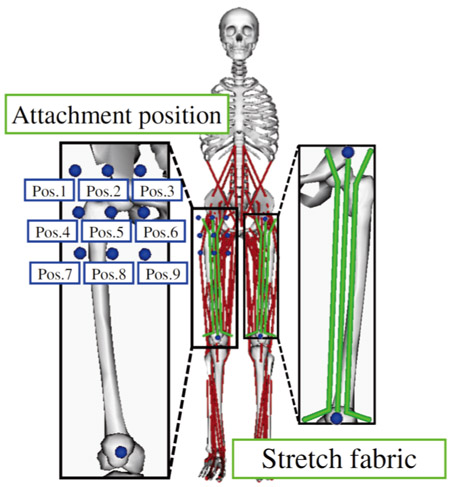 Supporting effects on muscles of a motion assistive wear