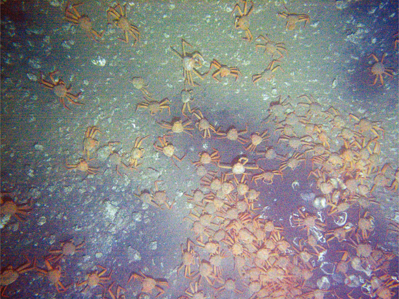 Red snow crab colony taken by Tuna-Sand