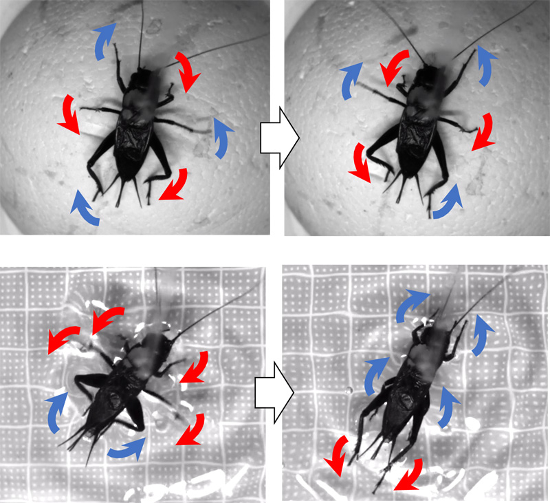 Snapshot of a cricket walking and swimming