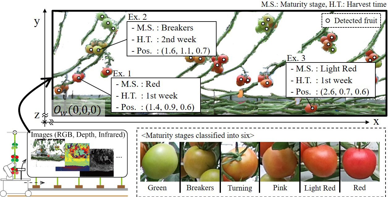 Tomato growth state map with fruit information