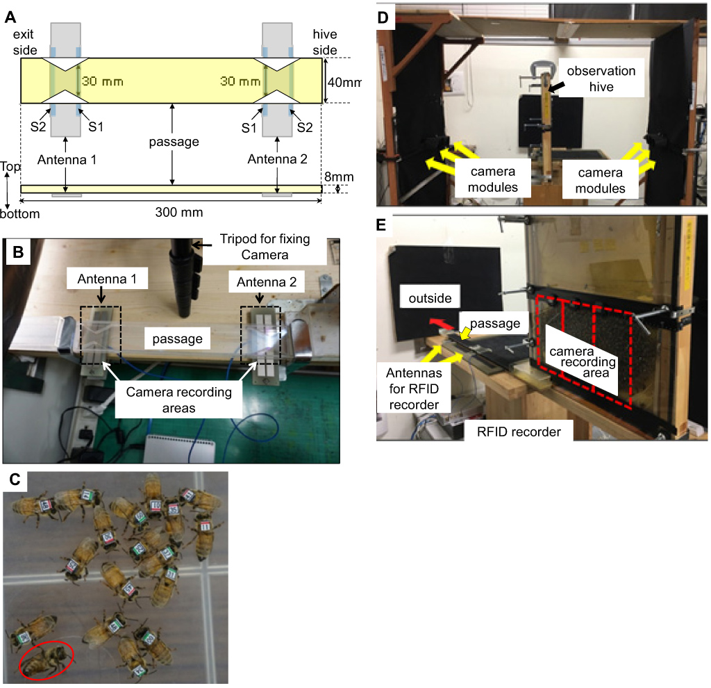 The Lifelog Monitoring System for Honeybees: RFID and Camera Recordings in an Observation Hive