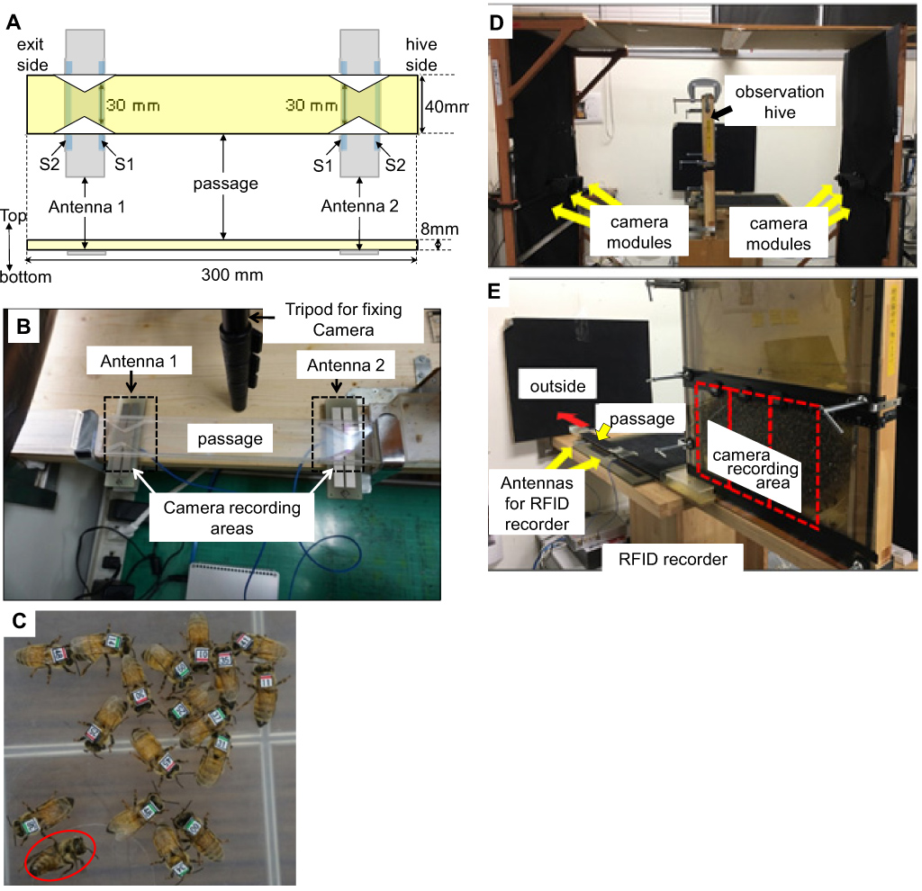 Lifelog monitoring system for honeybees