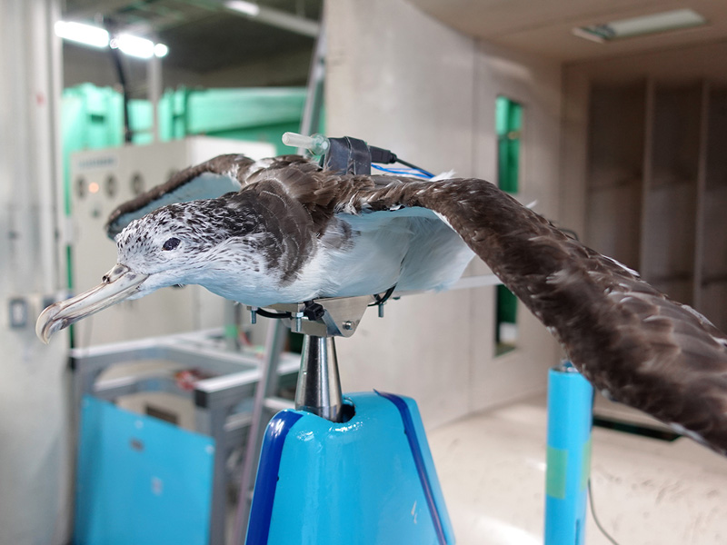 A stuffed seabird with the waterproof airflow sensor