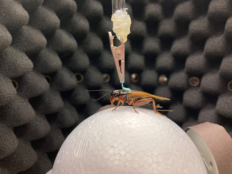 A cricket in the auditory virtual reality