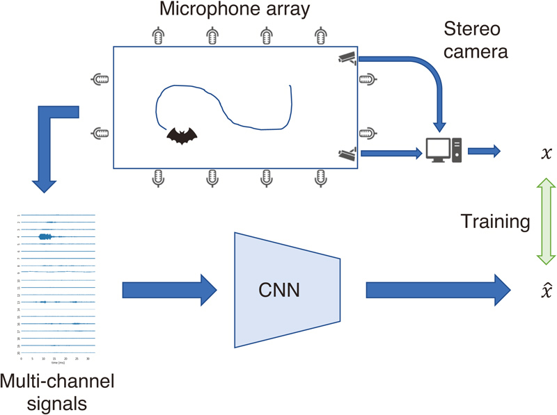 Bat localization with deep learning