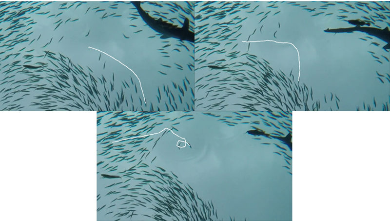 Tracking result of swimming fish in a fish school