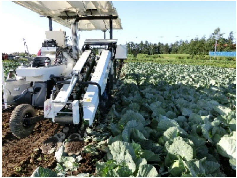 Automated cabbage harvester