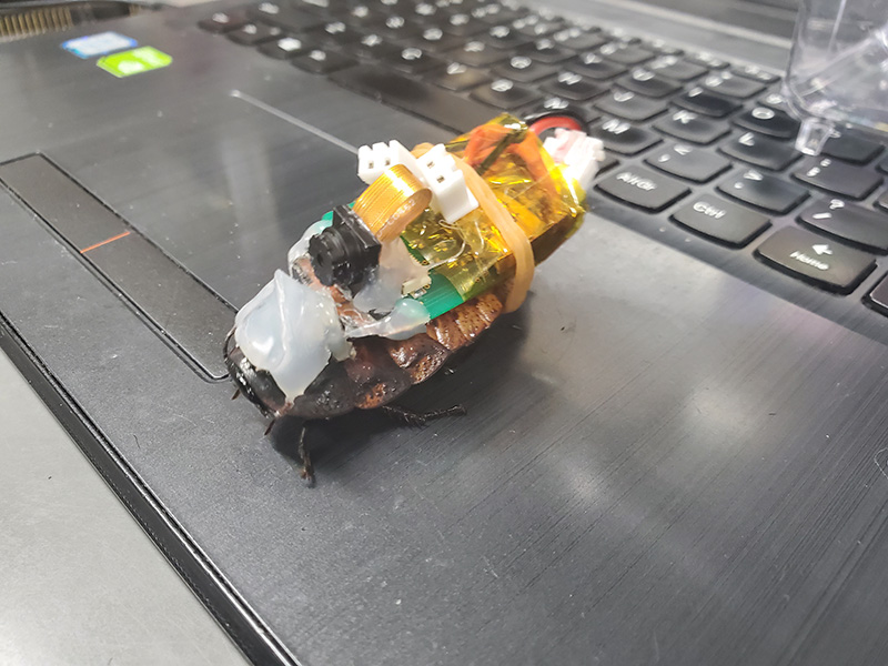 CameraRoach: A WiFi- and Camera-Enabled Cyborg Cockroach for Search and Rescue