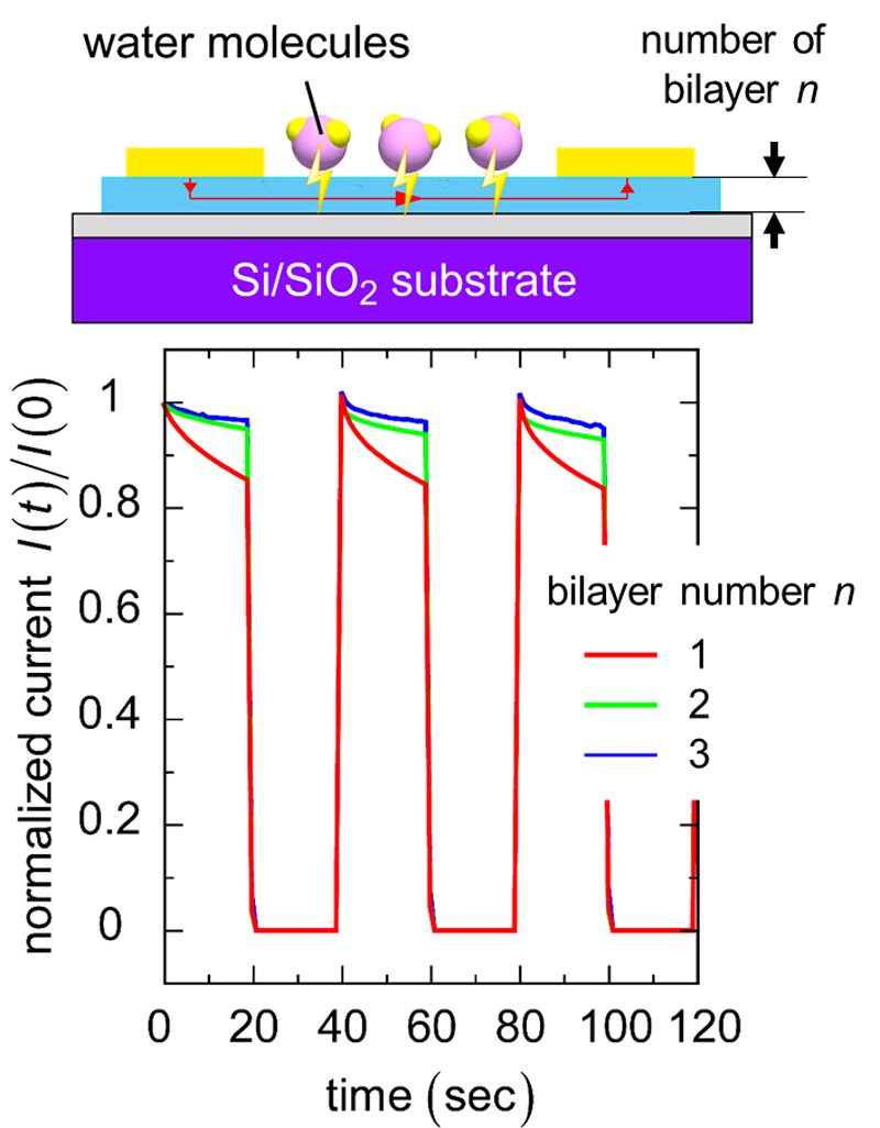 Ultra-thin semiconductors enhance the sensitivity of sensors