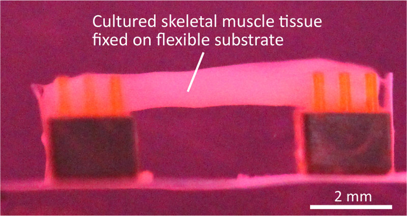 Biohybrid soft robot driven by muscle tissue contractions