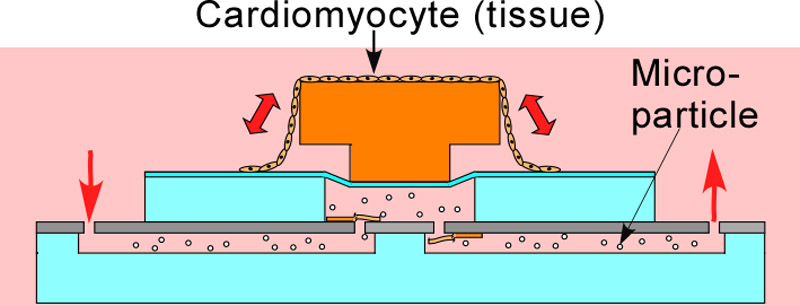 Design and principle of a cardiomyocyte pump