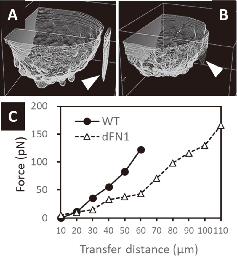 Deformation analysis of cancer cell line spheroid