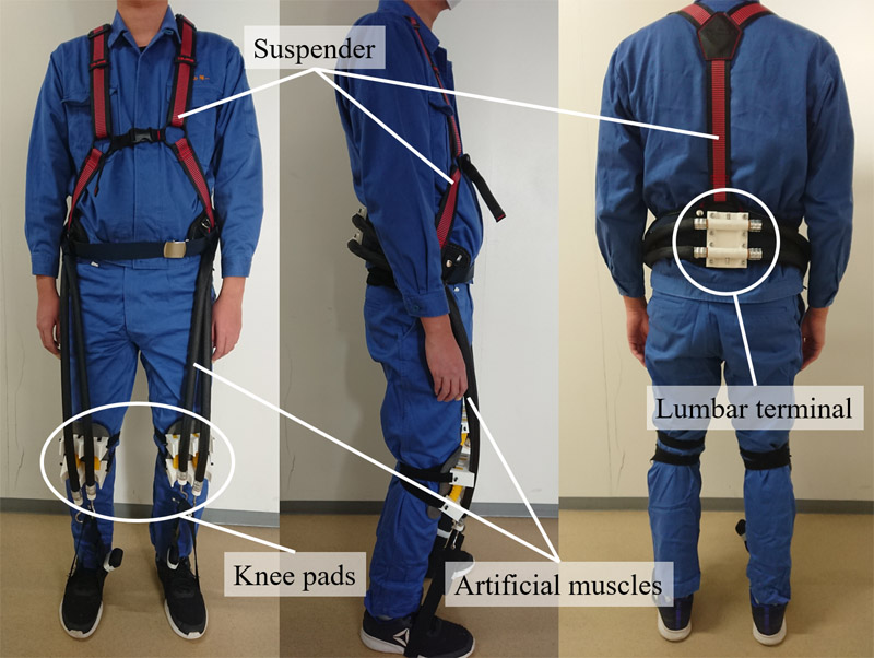 Endoskeleton type knee joint assist orthosis