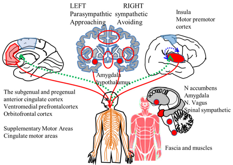 Neurophysiological Perspective on Allostasis and Homeostasis: Dynamic Adaptation in Viable Systems