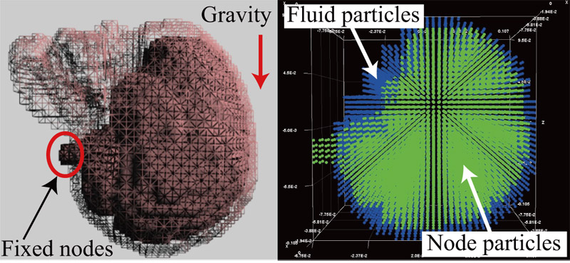 Brain shift simulation using MPS-FEM coupled analysis