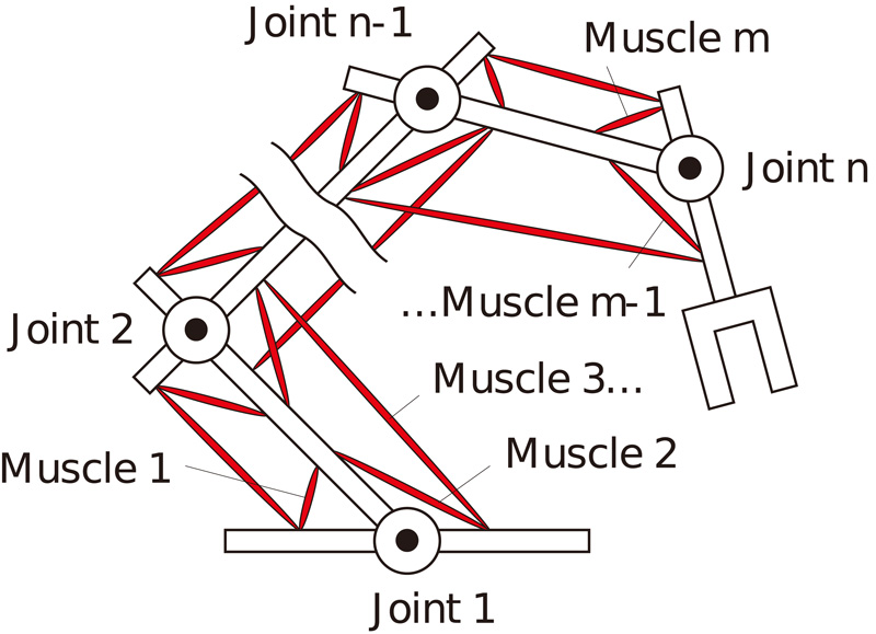 Musculoskeletal structure with multiple joints and muscles