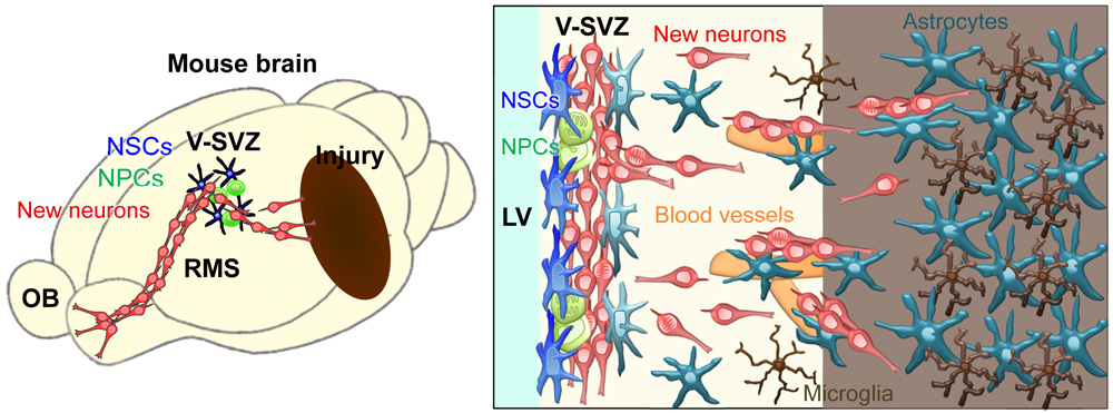 Swarming migration of adult-born neurons