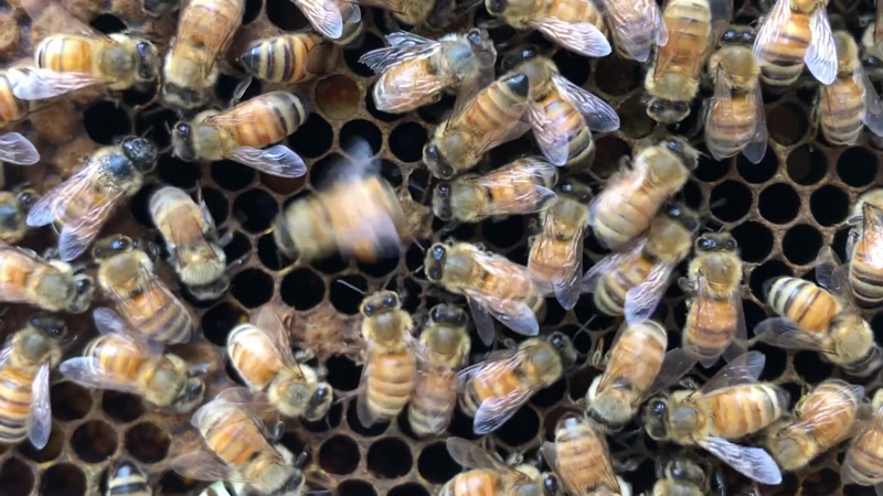 A honey bee performing a waggle dance