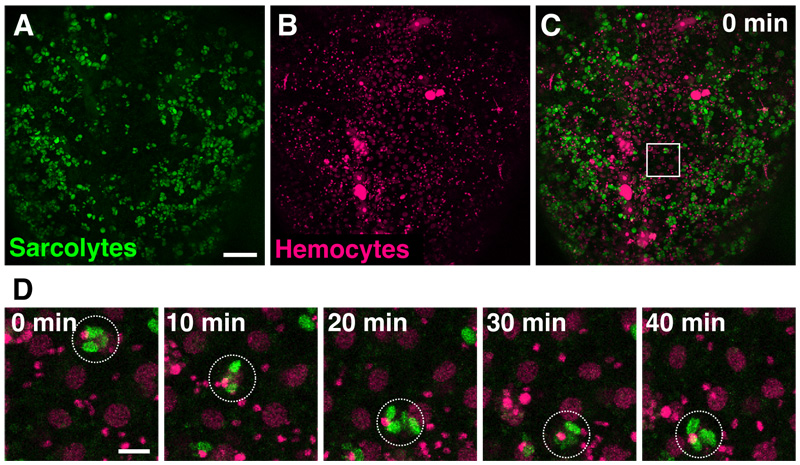 Coordinated movement of migrating cells