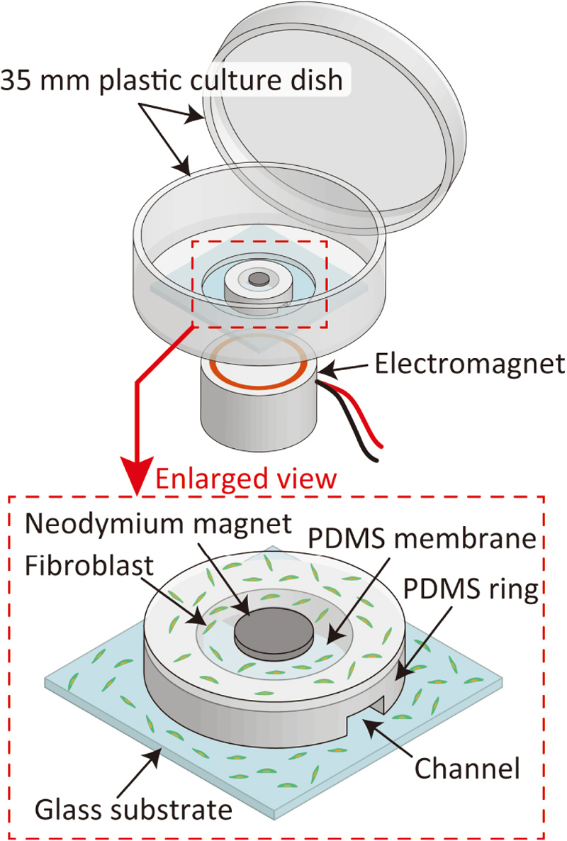 Magnetically driven cell-stretching device