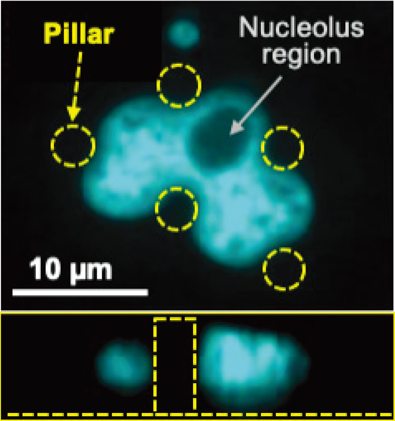 Cell nucleus deformation on micropillars